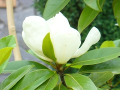 Магнолия Magnolia