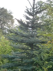 Сребрист смърч - Picea pungens