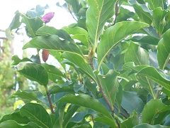 Магнолия сузан - Magnolia susan