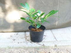 Лавровишна - Prunus
