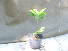 Магнолия - Magnolia soulangiana