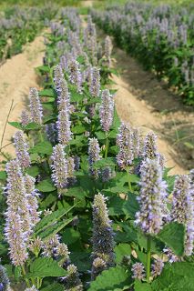 Лофанд - Agastache anista