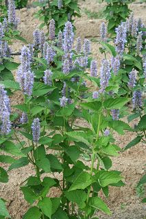 Лофанд - Agastache anista