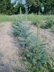 Сребрист смърч - Picea pungens