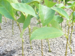 Магнолия солангиана - Magnolia soulangiana