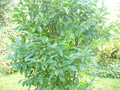 Магнолия сузан - Magnolia susan