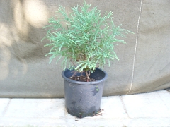 Секвоя - Sequoiadendron giganteum