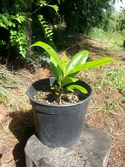Магнолия вечнозелена - Magnolia grandiflora